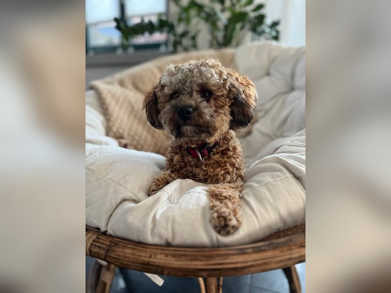 Deckrüde Bolonka Zwetna "Marley" in Straelen
