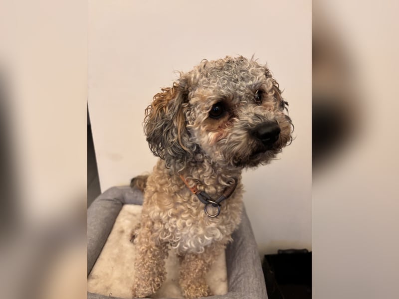 Deckrüde Bolonka Zwetna "Marley" in Straelen