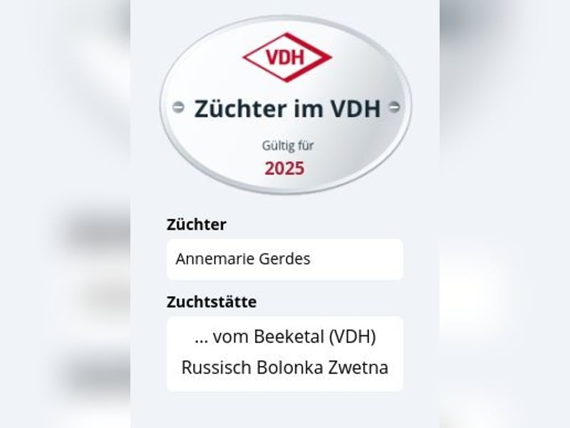 Bolonka Zwetna Welpe aus VK-Zucht abzugeben