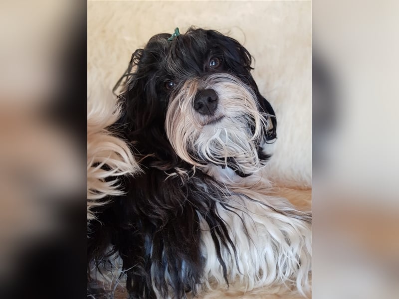 Bolonka Zwetna Deckrüde deckt vereinsfrei