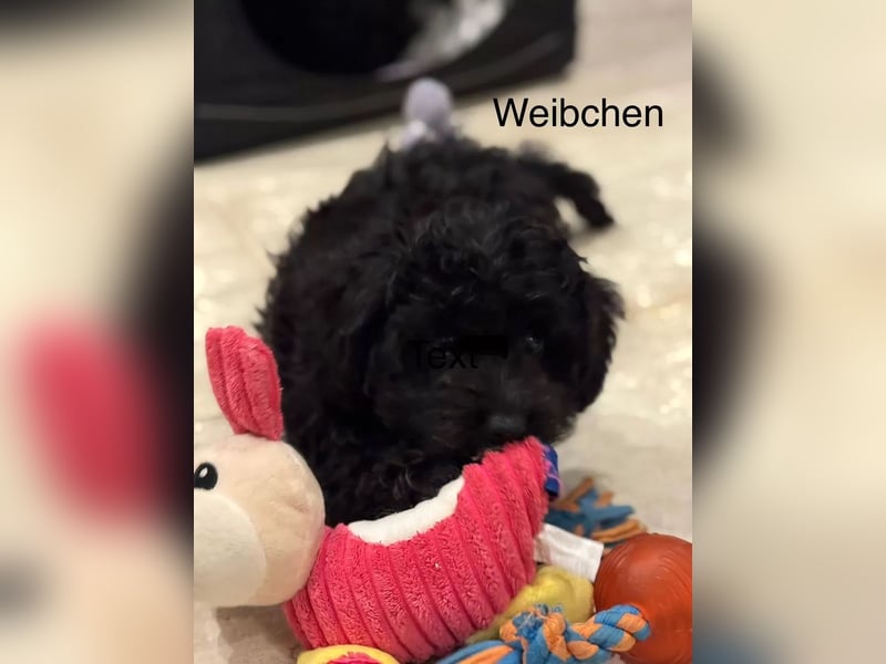 Niedliche Bolonka Zwetna Welpen