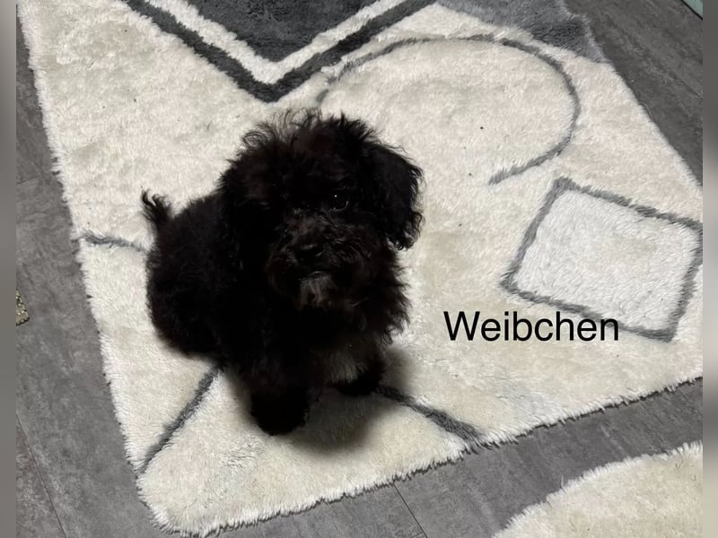 Niedliche Bolonka Zwetna Welpen
