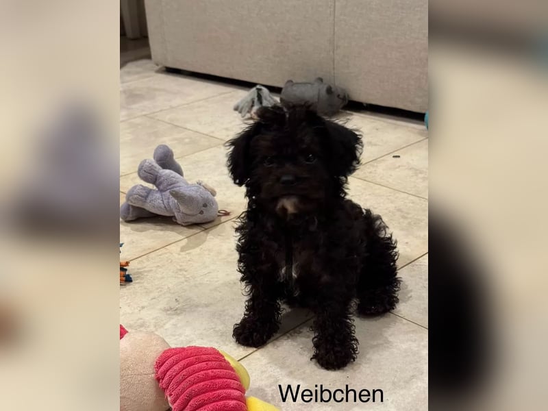 Niedliche Bolonka Zwetna Welpen