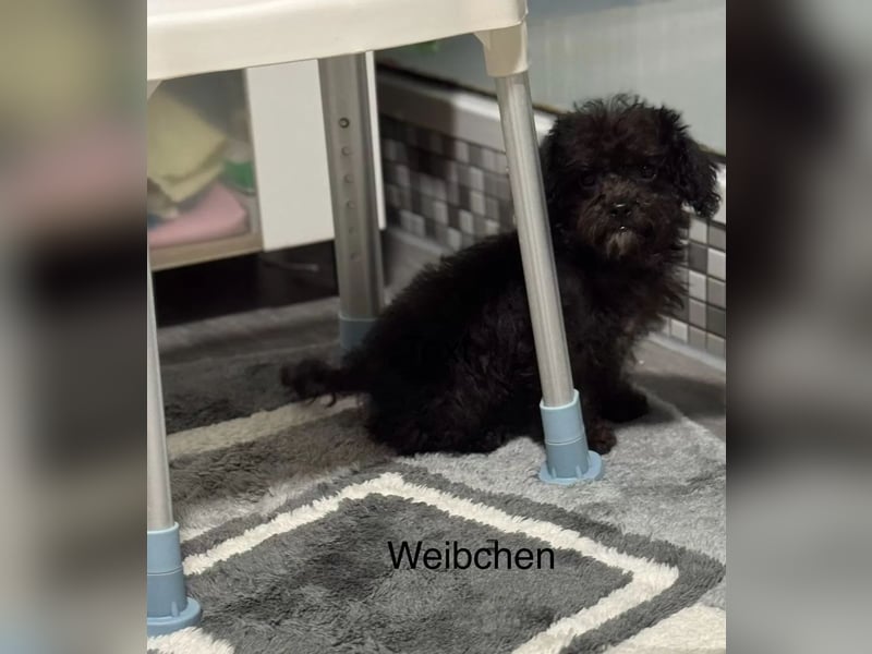 Niedliche Bolonka Zwetna Welpen