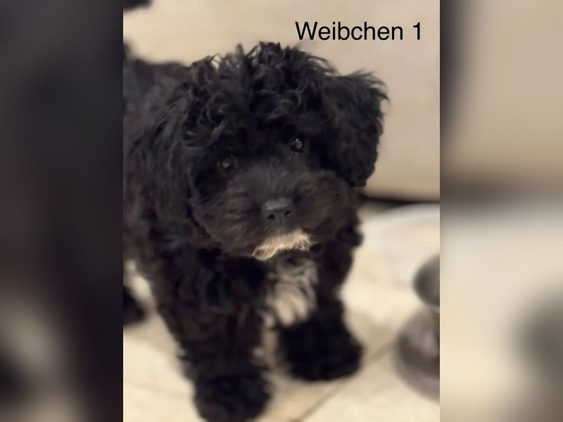 Niedliche Bolonka Zwetna Welpen