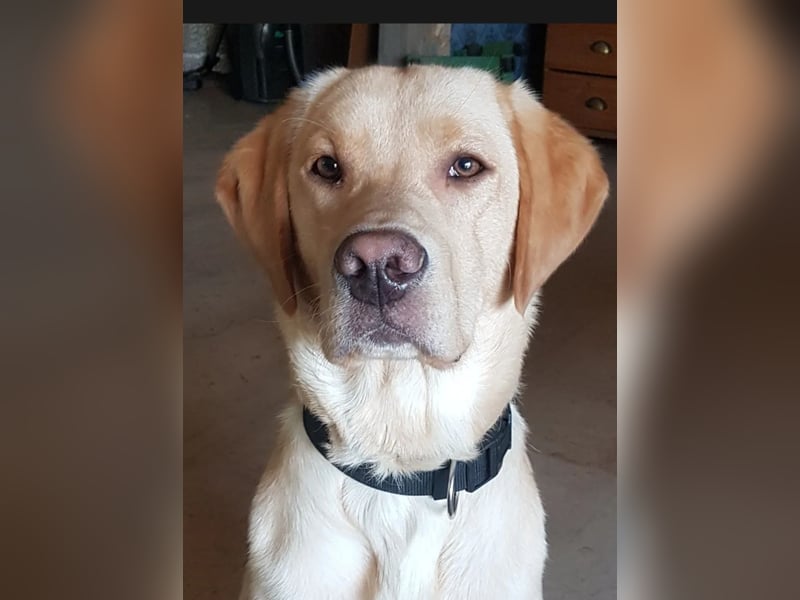 Borado Welpen (Border Collie x Labrador)