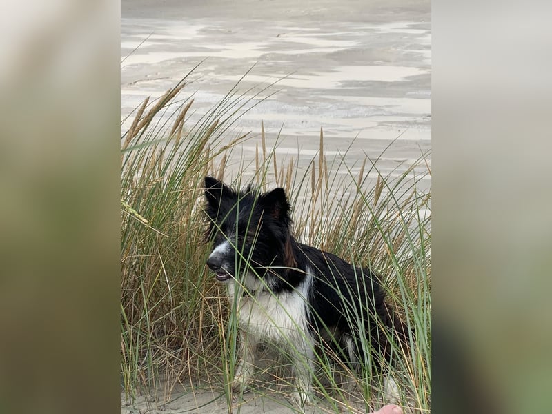 Borado Welpen (Border Collie x Labrador)