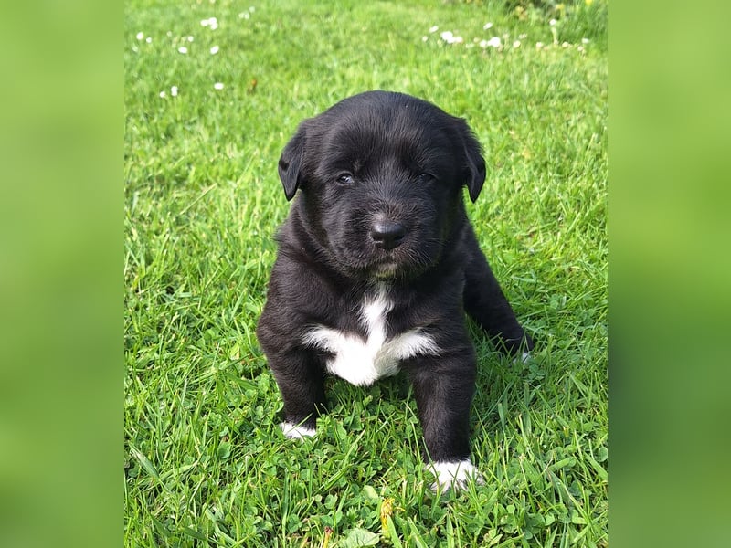 Borado Welpen (Border Collie x Labrador)