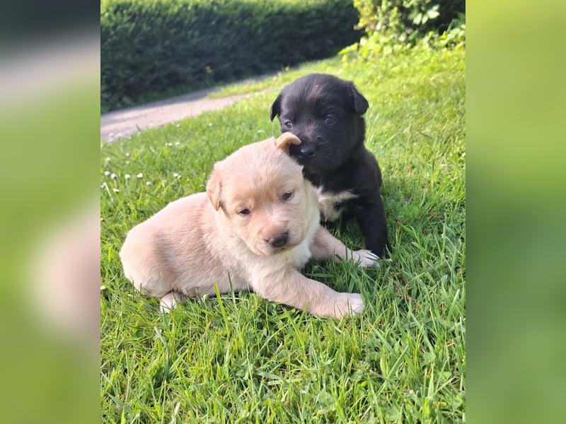 Borado Welpen (Border Collie x Labrador)