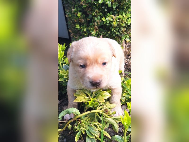 Borado Welpen (Border Collie x Labrador)