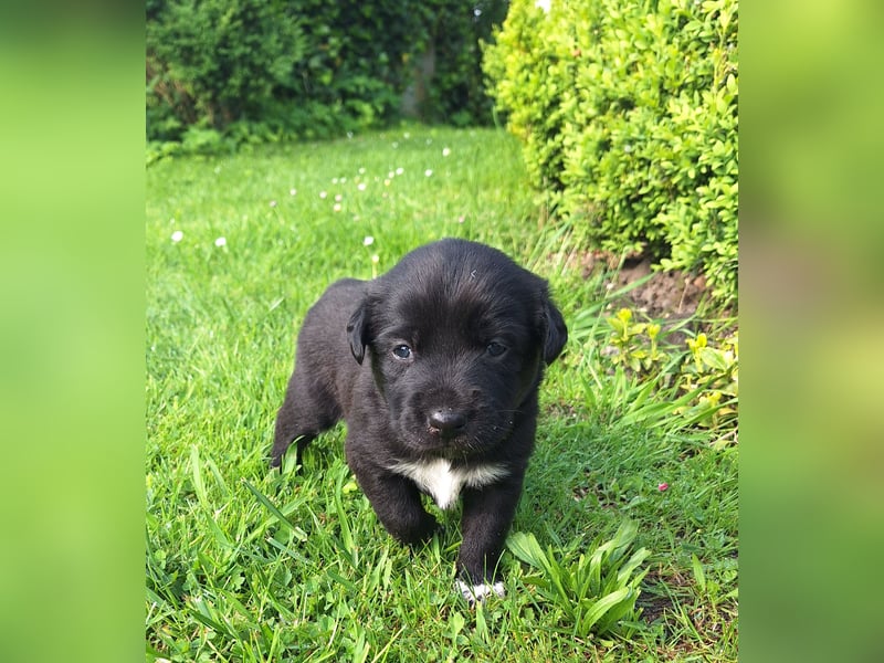 Borado Welpen (Border Collie x Labrador)