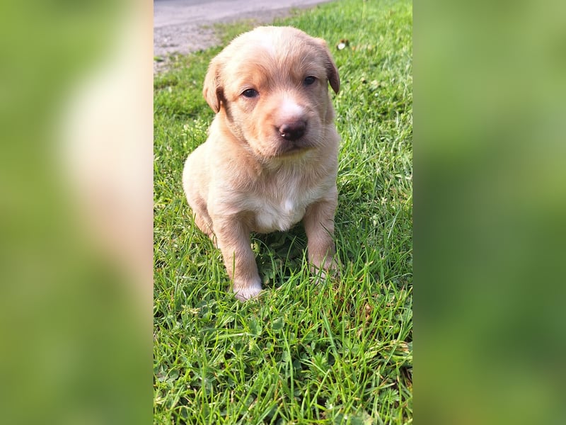 Borado Welpen (Border Collie x Labrador)
