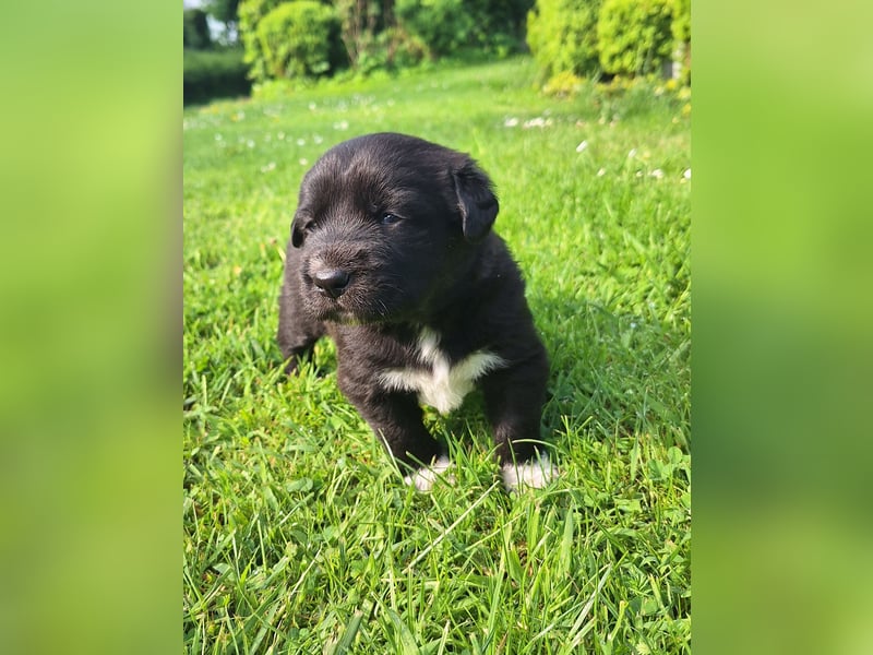 Borado Welpen (Border Collie x Labrador)