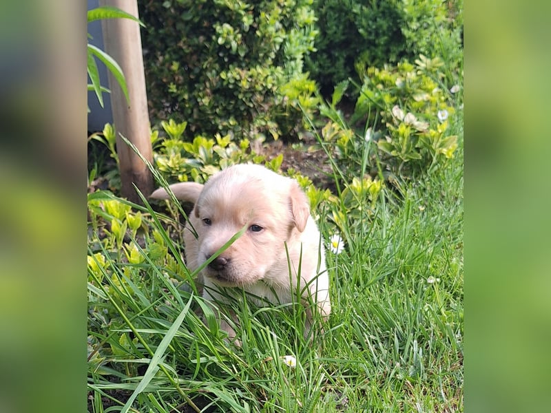 Borado Welpen (Border Collie x Labrador)