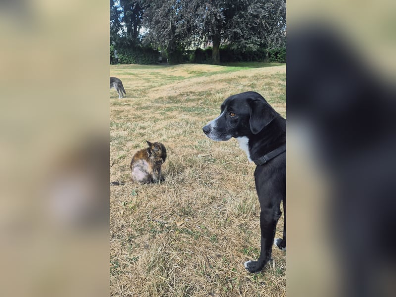 Sanfter Labrador Mix / Borador Max sucht seine Menschen