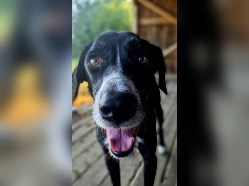 Sanfter Labrador Mix / Borador Max sucht seine Menschen