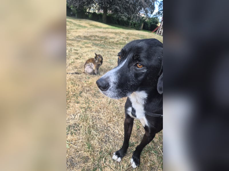 Sanfter Labrador Mix / Borador Max sucht seine Menschen