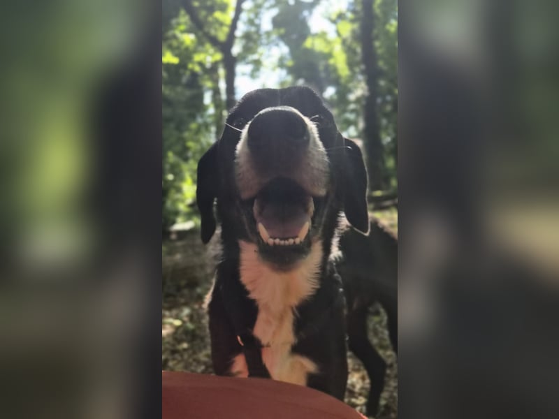 Sanfter Labrador Mix / Borador Max sucht seine Menschen