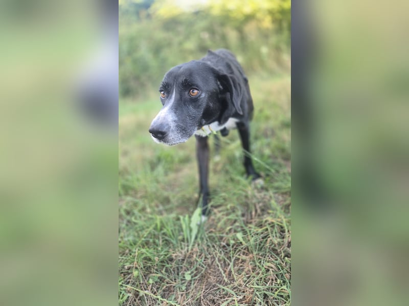 Sanfter Labrador Mix / Borador Max sucht seine Menschen