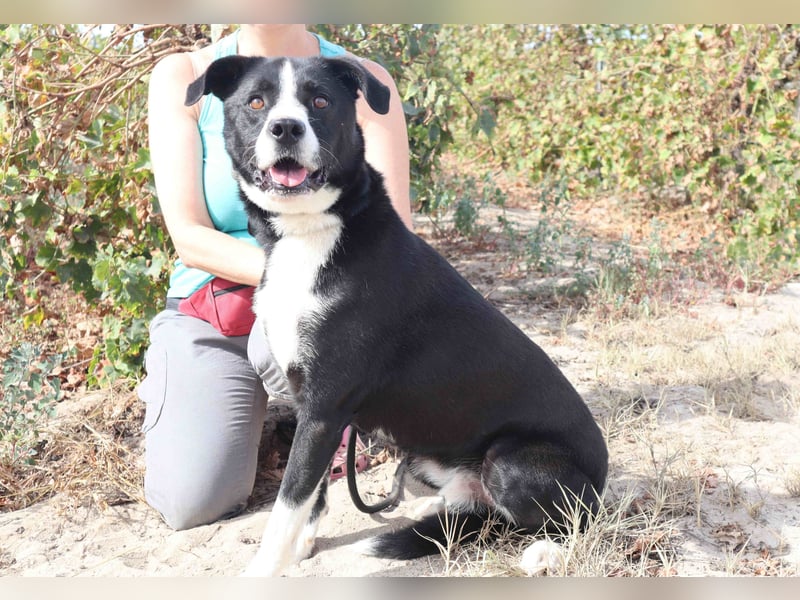 Zuhause gesucht für die freundlichen Rüden: Garoto ▪️ Mike - Cantinho da Milu