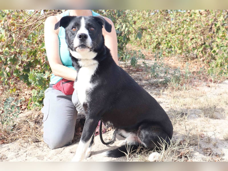 Zuhause gesucht für die freundlichen Rüden: Garoto ▪️ Mike - Cantinho da Milu