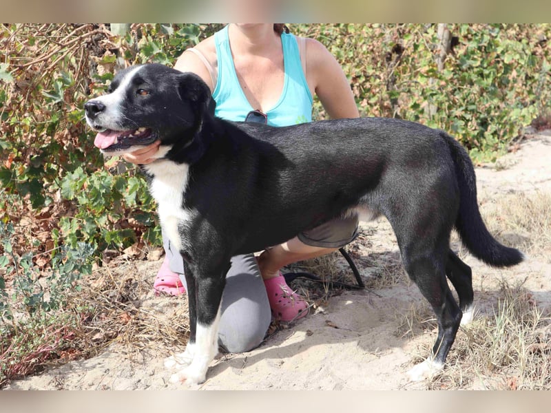 Zuhause gesucht für die freundlichen Rüden: Garoto ▪️ Mike - Cantinho da Milu
