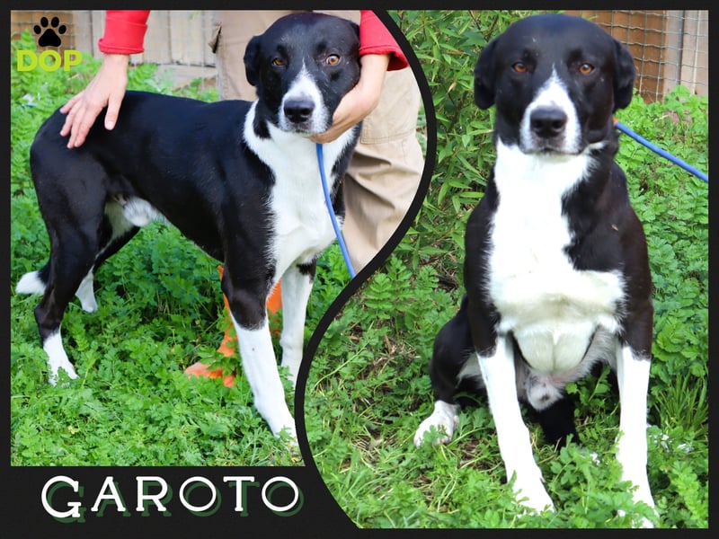 Zuhause gesucht für die freundlichen Rüden: Garoto ▪️ Mike - Cantinho da Milu