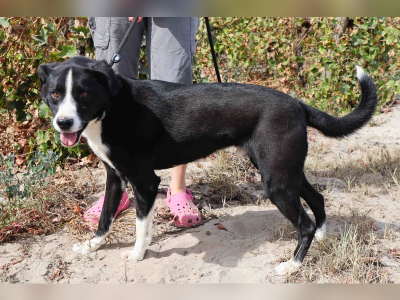 Zuhause gesucht für die freundlichen Rüden: Garoto ▪️ Mike - Cantinho da Milu