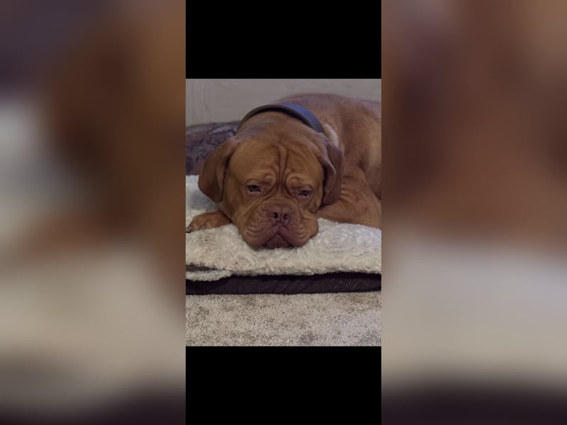 Bordeaux Dogge sucht zu Hause für immer