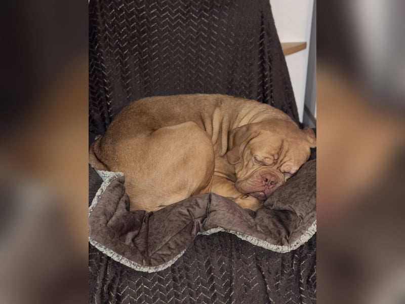 Bordeaux Dogge sucht zu Hause für immer