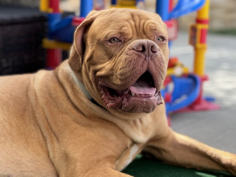 Bordeaux Dogge sucht zu Hause für immer!!!