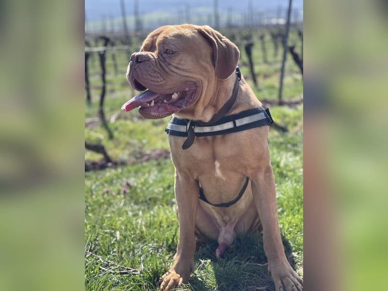 Bordeaux Dogge sucht zu Hause für immer!!!