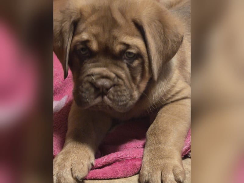 Bordeauxdoggen welpen