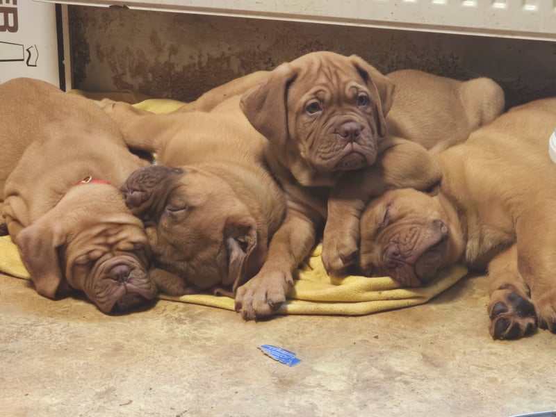Bordeauxdoggen welpen