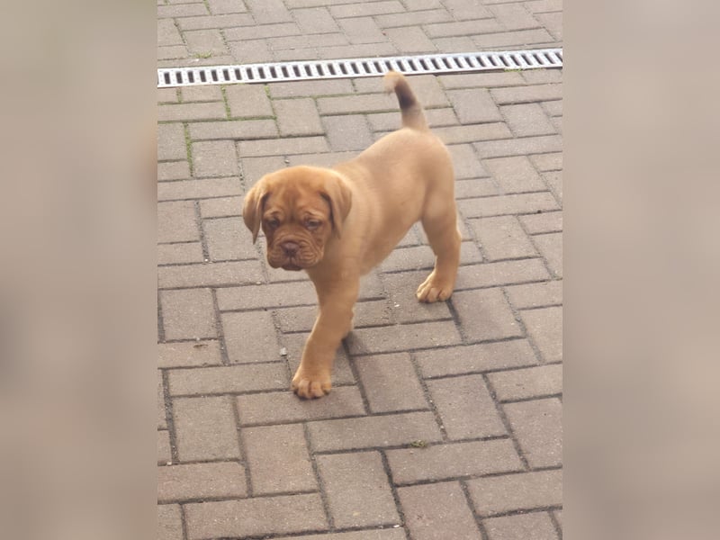 Bordeauxdoggen welpen