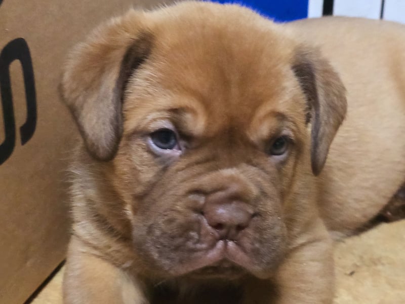 Bordeauxdoggen welpen