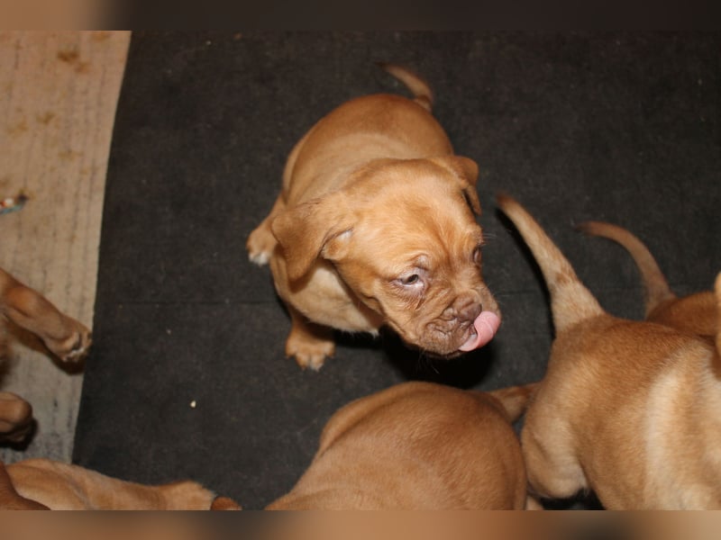 Bordeauxdoggen Welpen 2 Mädchen und ein Junge