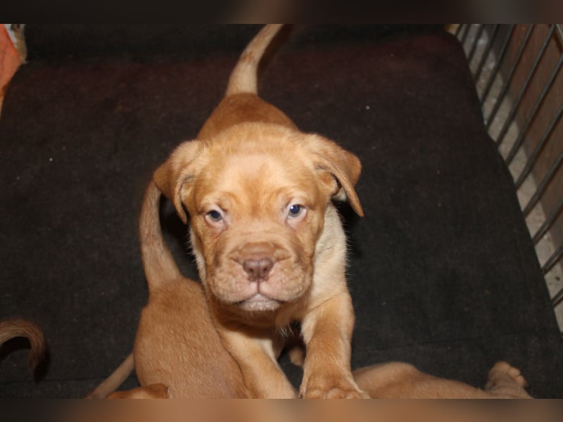 Bordeauxdoggen Welpen 2 Mädchen und ein Junge
