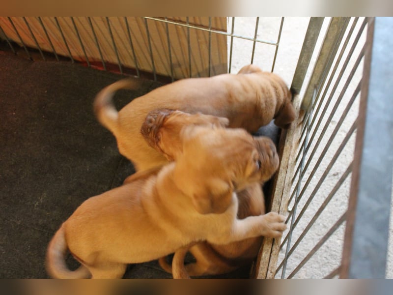 Bordeauxdoggen Welpen 2 Mädchen und ein Junge
