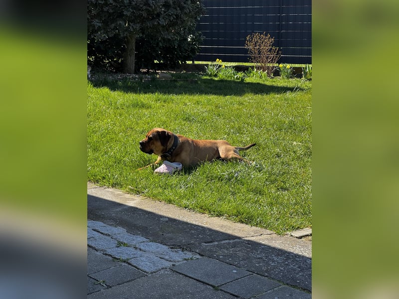 Bullmastiff/Bordeauxdogge Mix