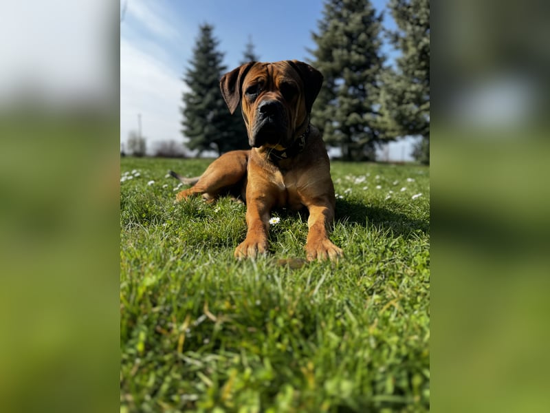 Bullmastiff/Bordeauxdogge Mix