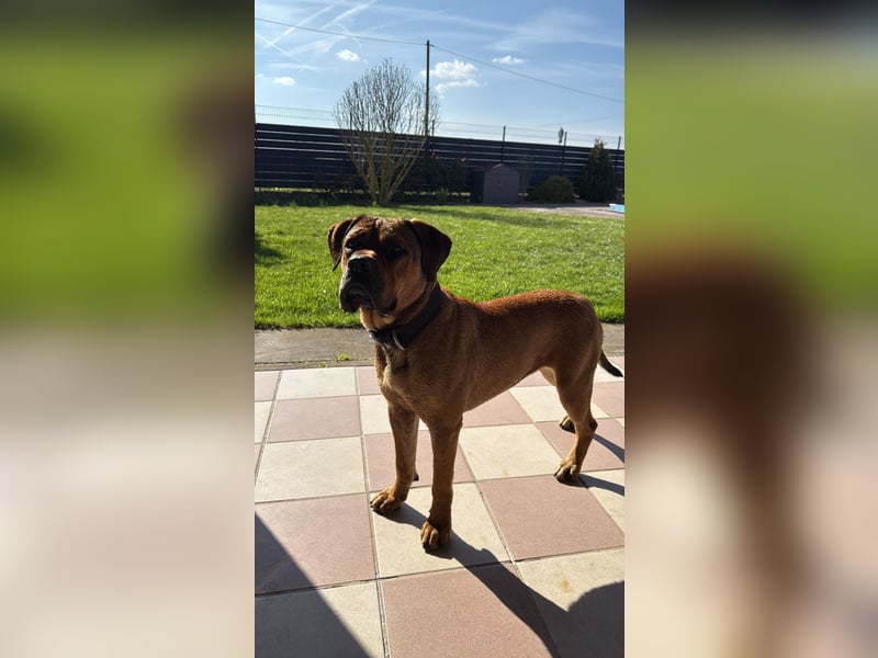 Bullmastiff/Bordeauxdogge Mix