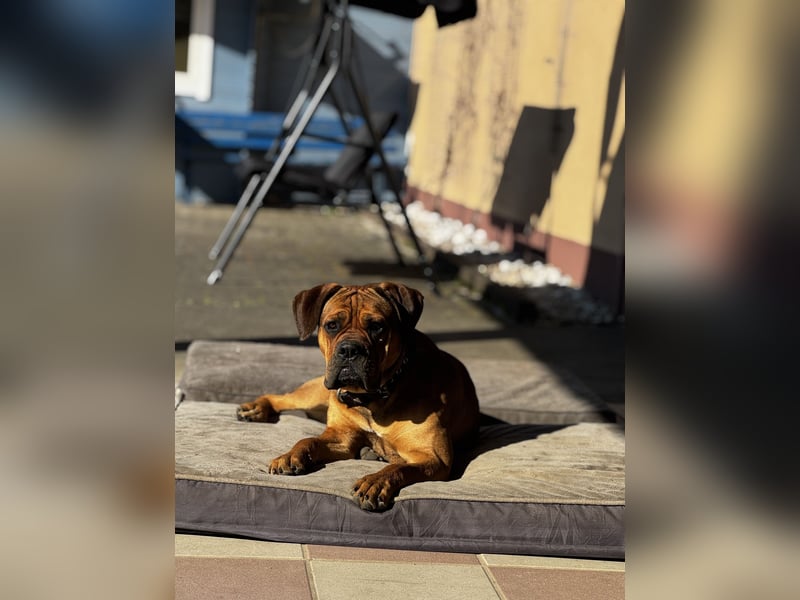 Bullmastiff/Bordeauxdogge Mix
