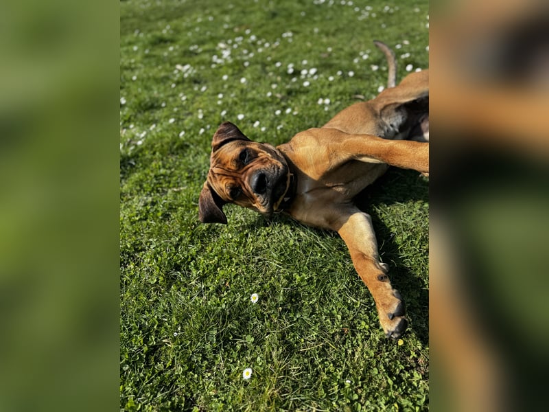 Bullmastiff/Bordeauxdogge Mix