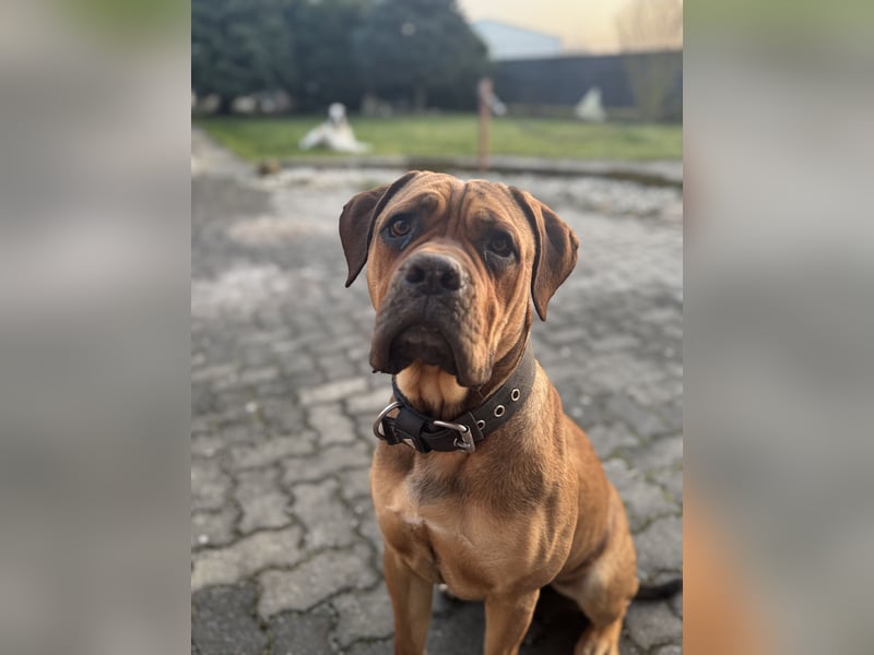 Bullmastiff/Bordeauxdogge Mix