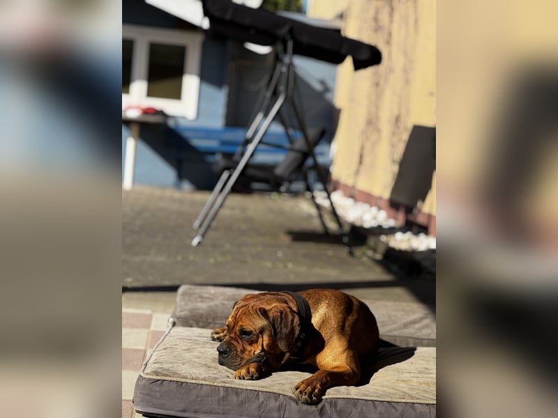 Bullmastiff/Bordeauxdogge Mix