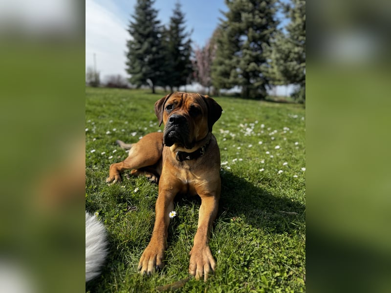 Bullmastiff/Bordeauxdogge Mix