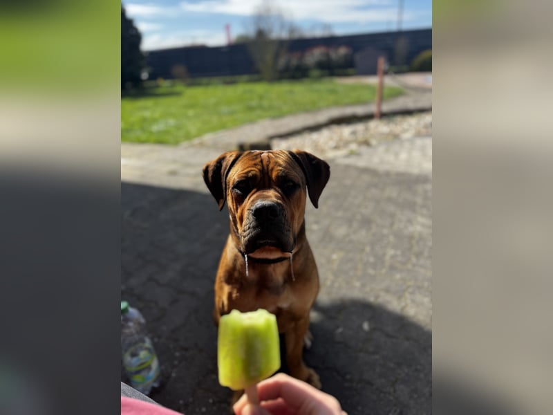 Bullmastiff/Bordeauxdogge Mix