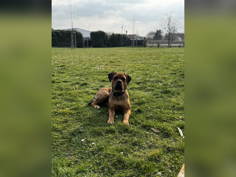 Bullmastiff/Bordeauxdogge Mix