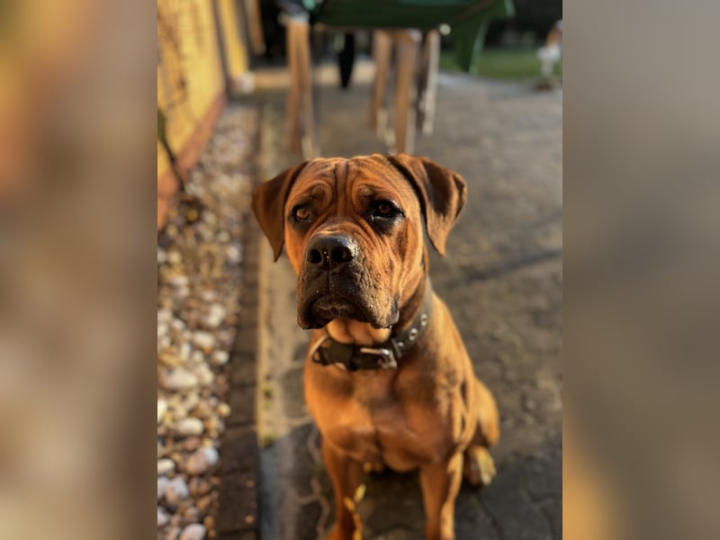 Bullmastiff/Bordeauxdogge Mix